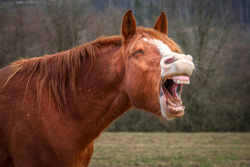 Welk bit gebruik je voor een IJslands paard