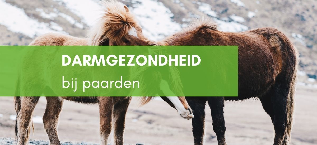 Darmgezondheid bij paarden