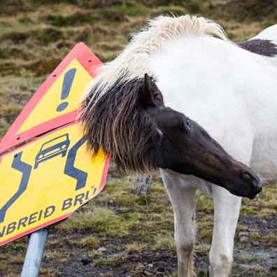 Help mijn paard heeft jeuk