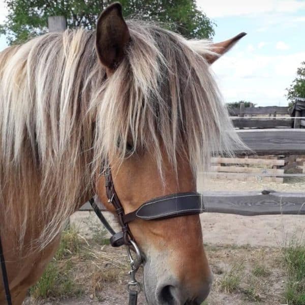 Prydi Hoofdstel Simply Comfort (6) Prydi Hoofdstel Simply Comfort