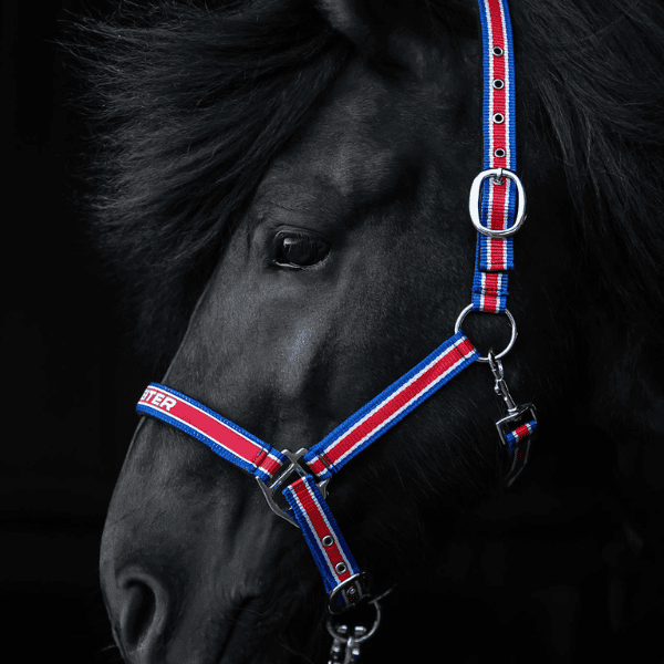 Topreiter halsterset IJsland TRII
