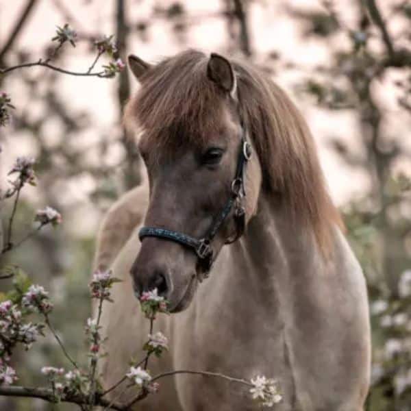 Catago FIR-Tech handschoenen