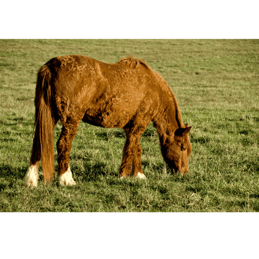 Het paard met krullende vacht