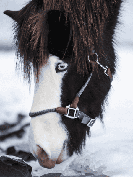 Topreiter halster TR III Topreiter halster TR III