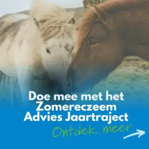 Zomereczeem adviestraject