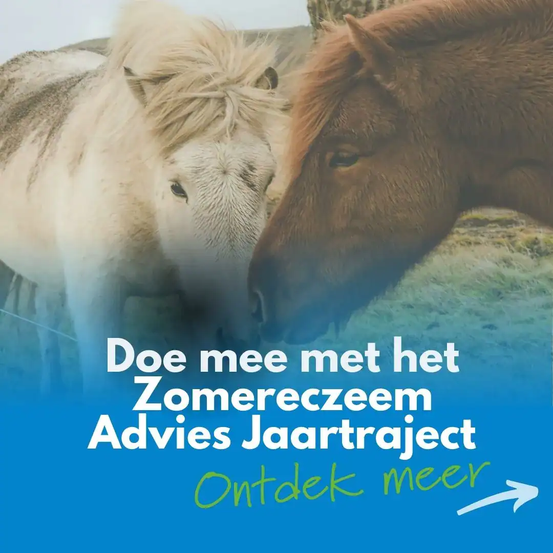 Zomereczeem adviestraject