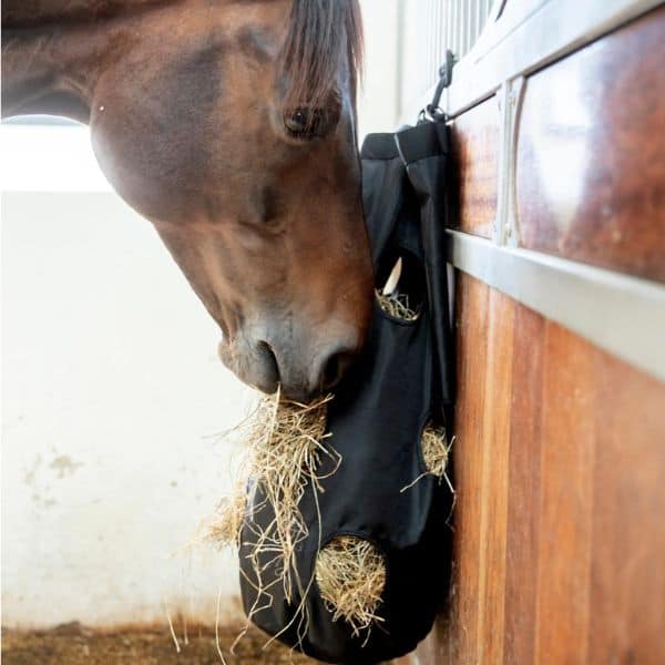 Maagzweren bij paarden