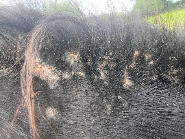 Horse and Feel Masterclass Zomereczeem