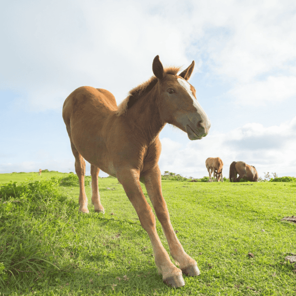 Hoe voorkom je zand in de darmen van je paard