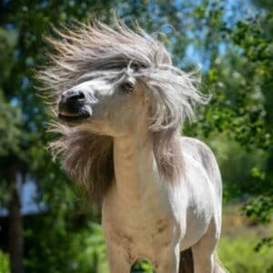 IJslands paard te koop