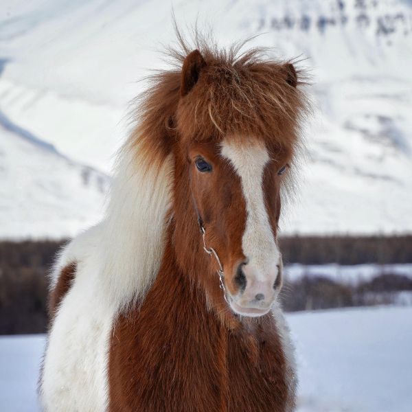 Blúnda frá Glæsibæ 2