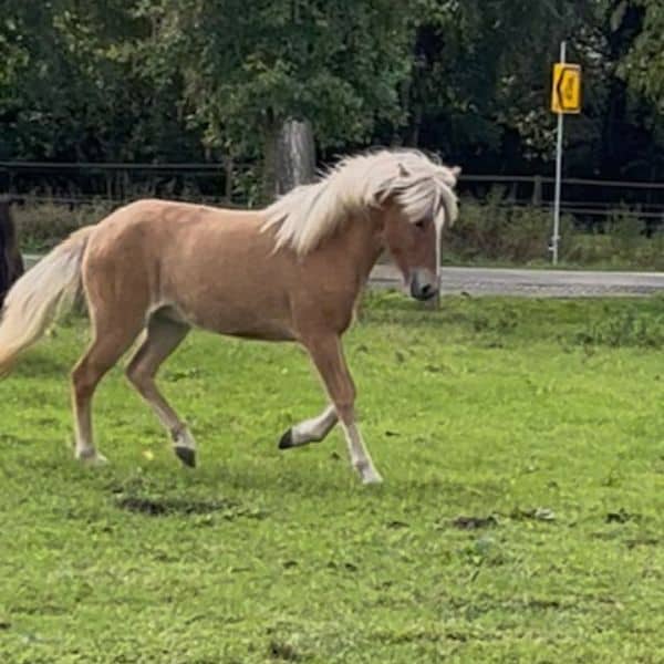 Leira van het Achterbosch