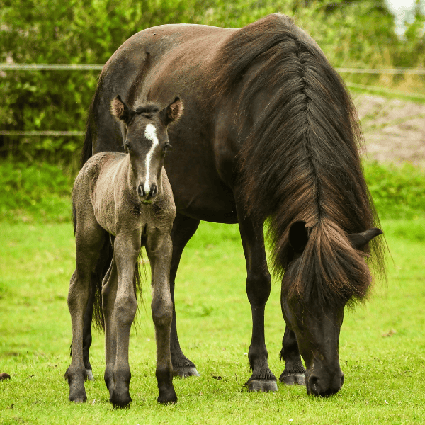 Blesi frá Náttúrunni als veulen