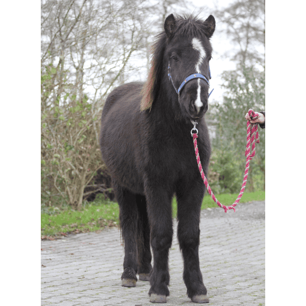 Blesi frá Náttúrunni