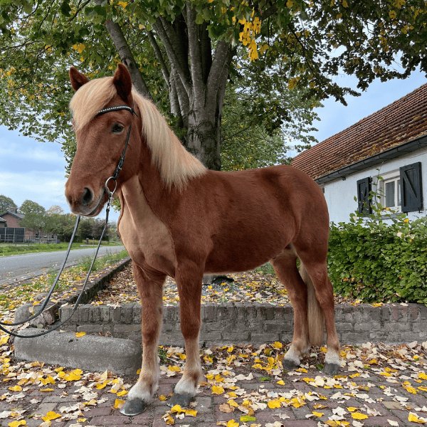 Hákon frá Eldborg IS2017101686