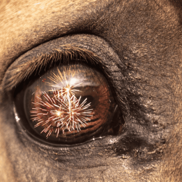 Wat helpt tegen stress bij paarden